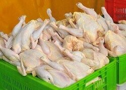 قیمت مرغ وارد کانال ۱۳ هزار تومان شد