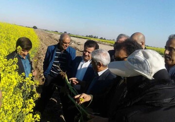 بازدید از مزارع کلزا و احداث کارخانه قند