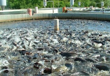 تولید 95 تن ماهی در استخرهای پرورش ماهی قزوین