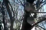 ببینید | ویدئویی تلخ از یخ زدن پرندگان روی شاخه درخت در سرمای خلخال