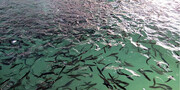 70 هزار تن از ظرفیت تولید ماهی پرورشی از بین رفت