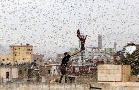 هجوم ملخ‌های مهاجم به روستای «طلحه»برازجان