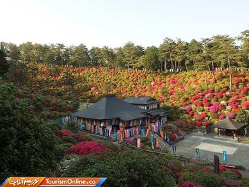 تصاویر | یک مسیر پیاده روی رویایی برای توریست با چاشنی گلهای آزالیا!