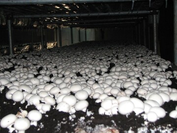 سالیانه ۱۴هزار تن قارچ خوراکی در قزوین تولید می‌شود