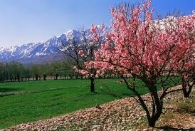  جلوه‌ای از شکوفه‌های کویری بادام کوهی در سیستان و بلوچستان