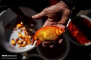 تصاویر | پرورش «ماهی قرمز» برای سفره هفت‌سین