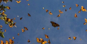 تهران صاحب باغ پروانه‌ها می‌شود