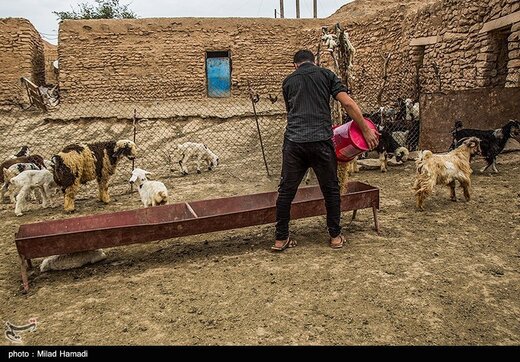 آلودگی نفتی در روستای پگین - خوزستان