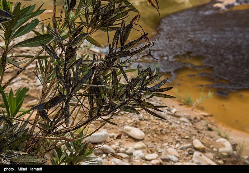 آلودگی نفتی در روستای پگین - خوزستان