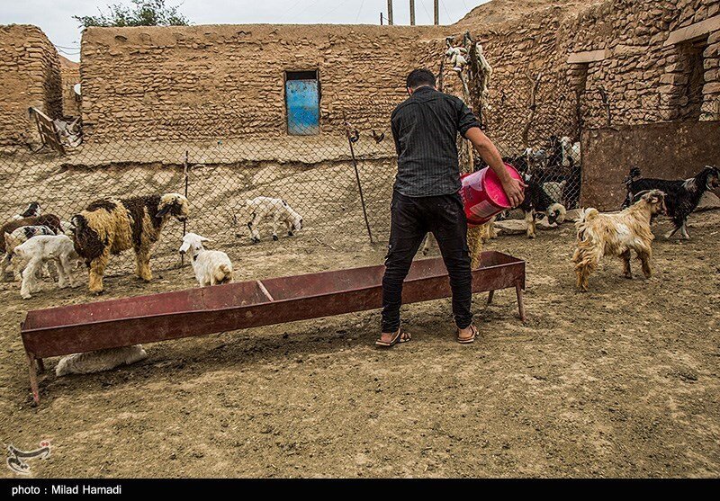 آلودگی نفتی در روستای پگین - خوزستان