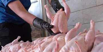 اطلاعیه شرکت پشتیبانی امور دام کشور درباره بازار مرغ