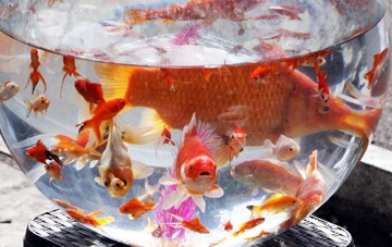 ماهی قرمزهای واردتی از چین به کروناویروس آلوده‌اند؟