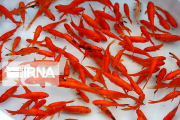 زالی درخواست کرد: فروش ماهی قرمز در تهران ممنوع شود