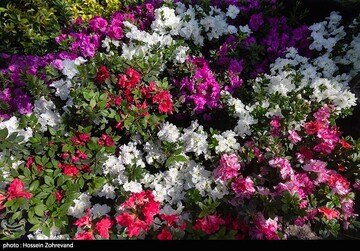 شلوغی بازار گل در روزهای کرونایی