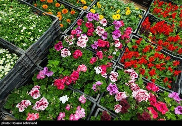 شلوغی بازار گل در روزهای کرونایی