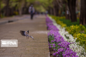 چهارباغ زیر سایه کرونا