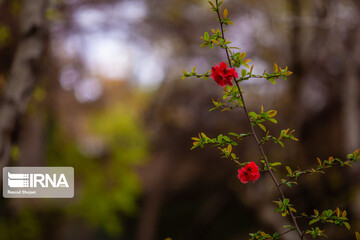 چهارباغ زیر سایه کرونا