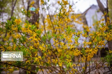 چهارباغ زیر سایه کرونا