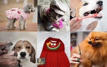 حیوانات خانگی ناقل کرونا هستند؟