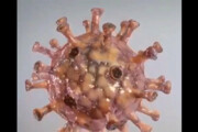 ببینید | تصویری سه بعدی و بزرگ شده از ویروس کرونا
