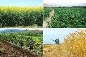 پیش بینی جهش تولید در سه محصول اساسی کشاورزی خوزستان