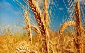 خرید تضمینی ۳۰۰ هزار تن گندم در سال جاری