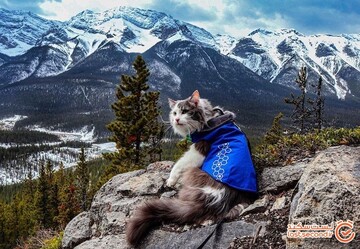 گری؛ عجیب ترین گربه گردشگر دنیا را بشناسید