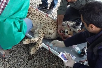 یوزپلنگ جوان پردیسان در راه سمنان
