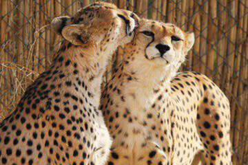 عکس | معاینات بالینی و خونگیری از یوزپلنگ ماده : دلبر!