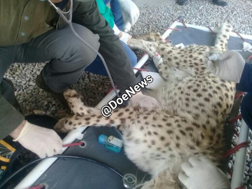 معاینات بالینی و خونگیری از #ایران یوزپلنگ ماده انجام و حال عمومی حیوان مساعد است.
