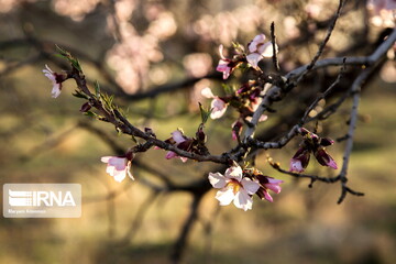 شکوفه های «دره چای»