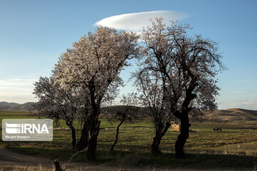 شکوفه های «دره چای»