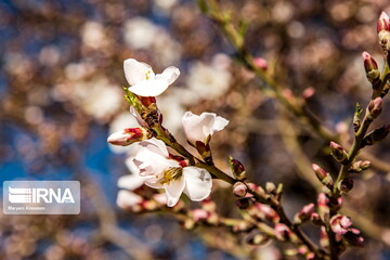 شکوفه های «دره چای»