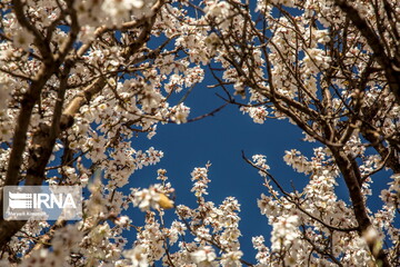شکوفه های «دره چای»