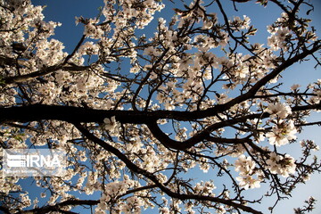 شکوفه های «دره چای»