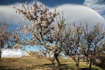 شکوفه های «دره چای»