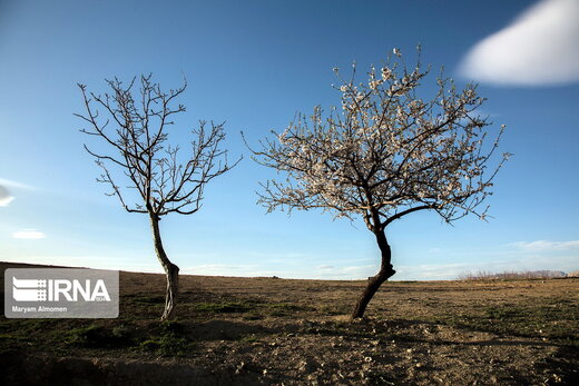 شکوفه های «دره چای»