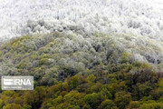 تصاویر | تابلوی زیبای برفی طبیعی از جنگل‌های آمل!