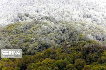  آتش ۵۸۴۰۰۰۰ متر از جنگل های گلستان را در سال گذشته خاکستر کرد