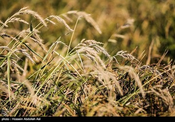 افزایش قیمت برنج و گندم به خاطر ترس از کرونا