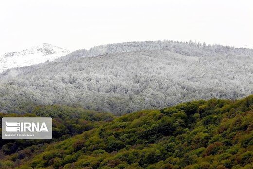 بارش برف بهاری در جنگل های هیرکانی