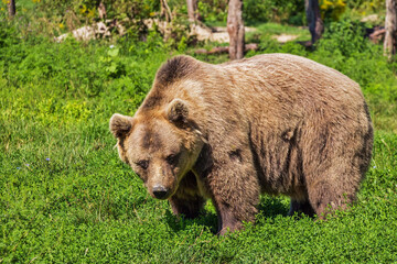 حمله خرس قهوه‌ای به یک چوپان جوان