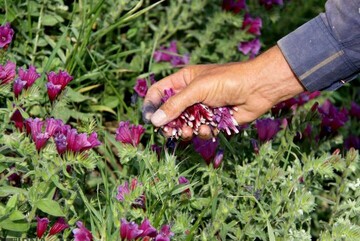 کشت ۵۰هکتار گیاهان دارویی در قزوین