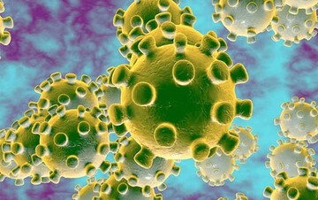  مورچه‌خوار عامل انتقال کرونا ویروس است؟ 
