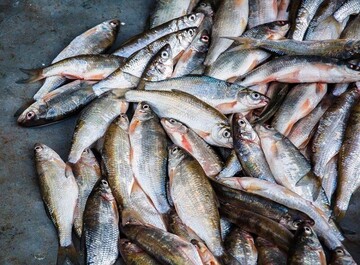 ۲ هزار قطعه ماهی در تایباد تلف شد