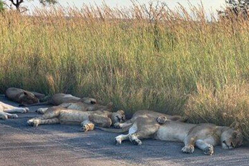 عکس | لذت بردن شیرهای آفریقا از دنیای بدون انسان در زمانه کرونا