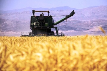 مدیر سازمان تعاون روستایی همدان: امسال بیش‌ از ۷۵۰ هزار تن گندم در همدان برداشت خواهد شد