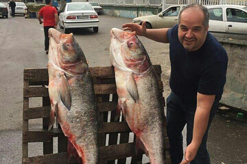 ببینید | ماهی های 40 کیلویی صید شده از سفیدرود در گیلان 