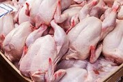 افزایش ۲۴ درصدی میزان تولید مرغ در خراسان شمالی