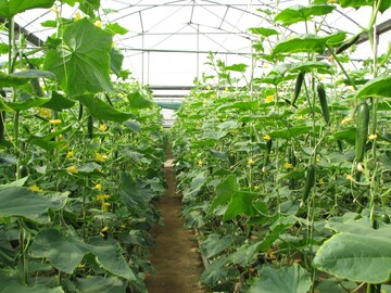  ۵۰هکتار گلخانه‌ در استان قزوین احداث می شود